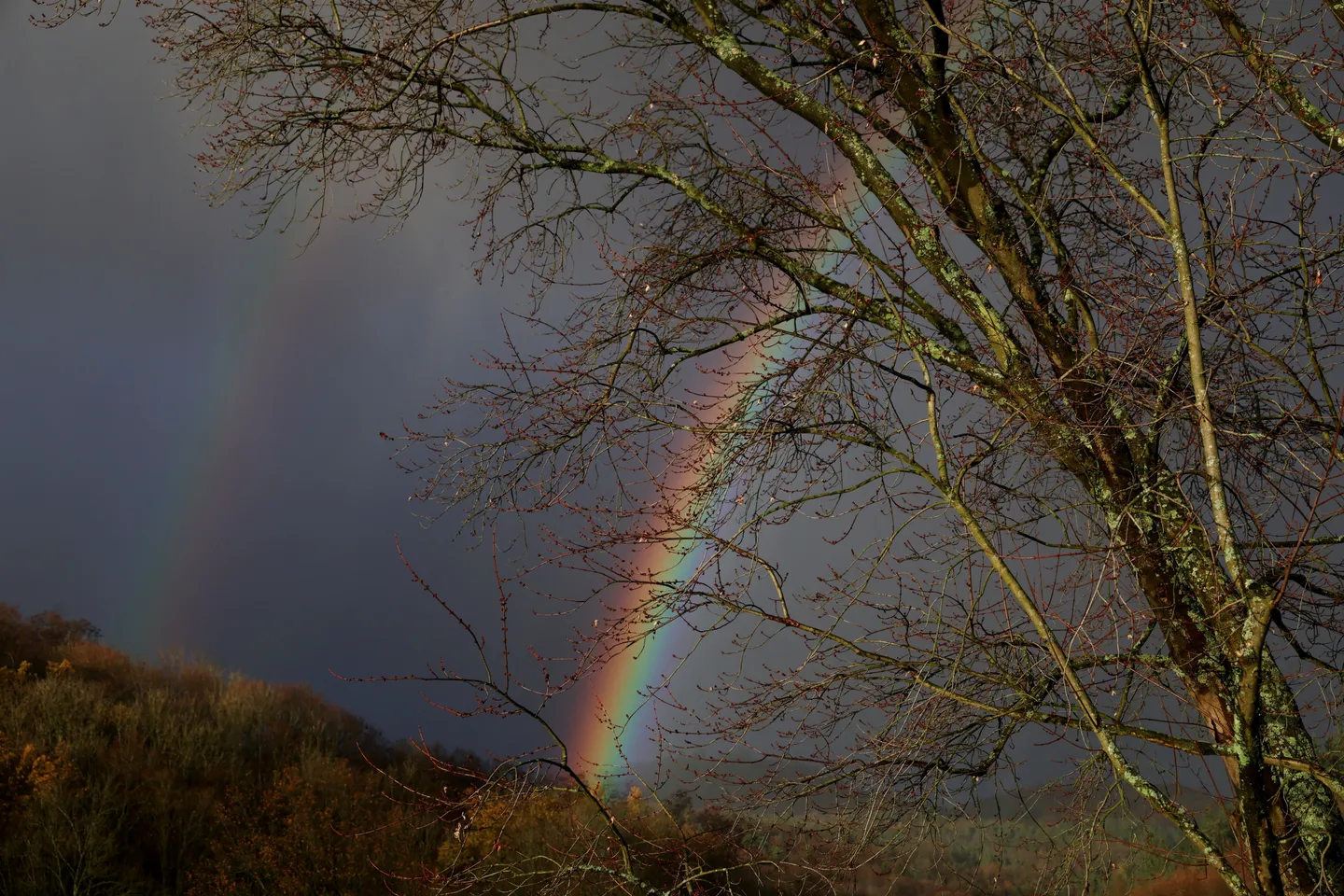 EU-consumptie verwoest 100 bomen per minuut, aldus WWF