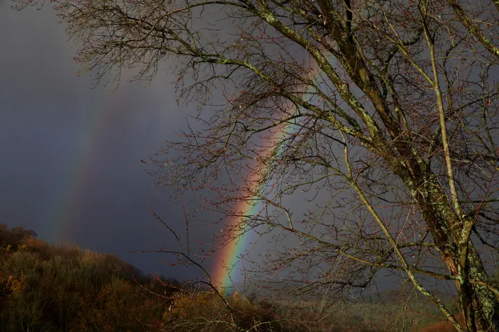 EU-consumptie verwoest 100 bomen per minuut, aldus WWF