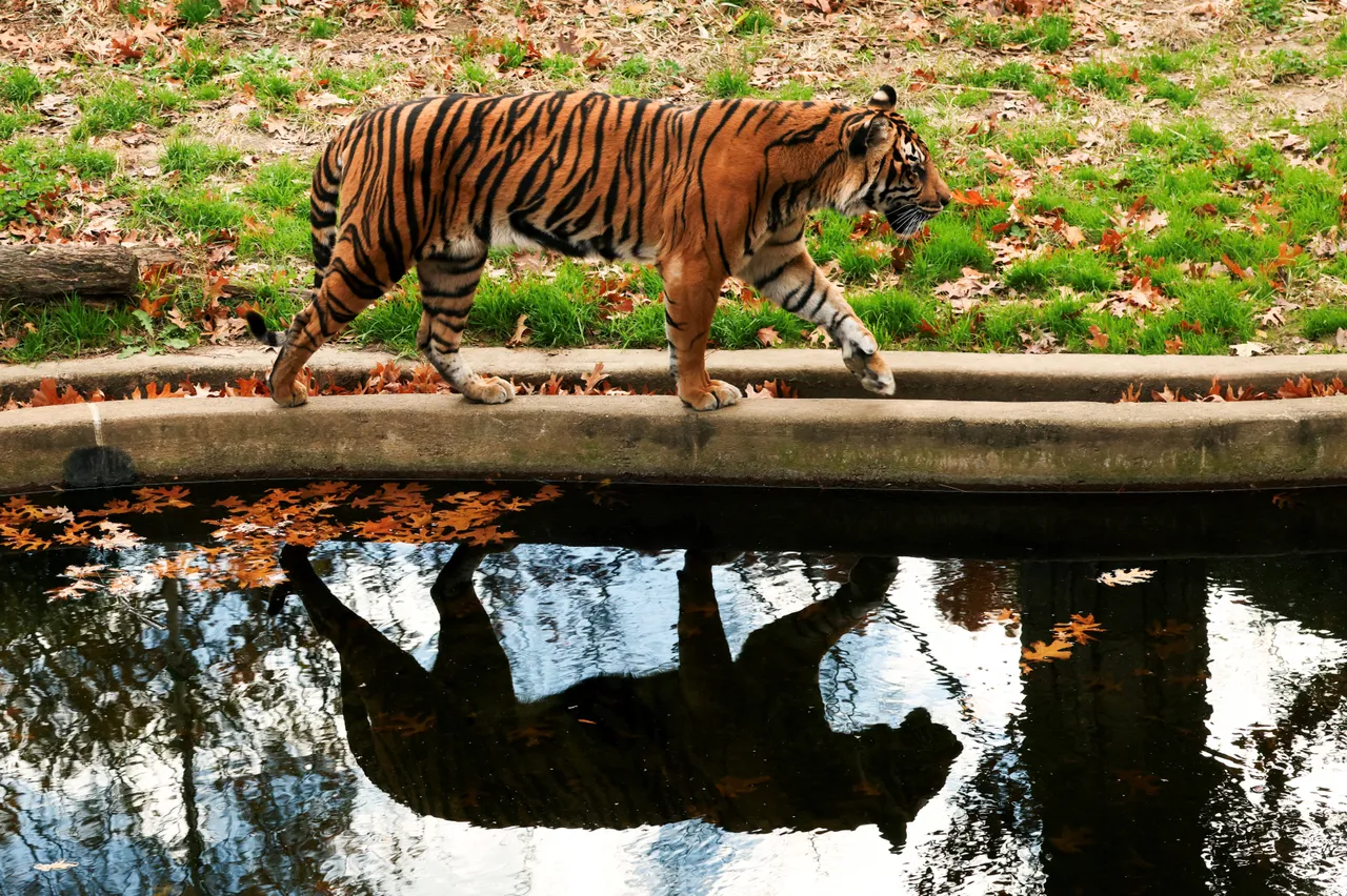 Deadly virus kills dozens of tigers at Thai animal park