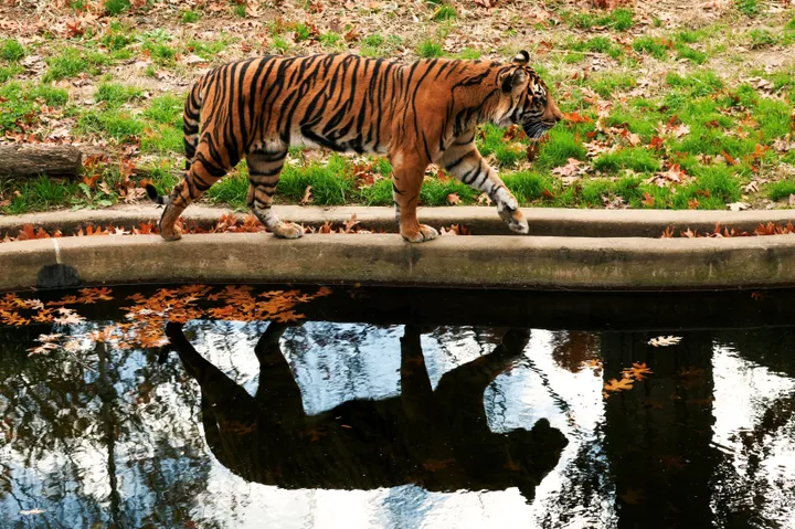 Deadly virus kills dozens of tigers at Thai animal park