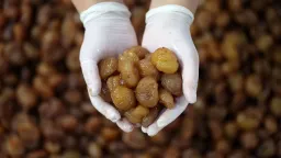 Bursanıñ kaştan tatlısı häm İpsala dögese Awrupa Berlegennän geografik işarät aldı