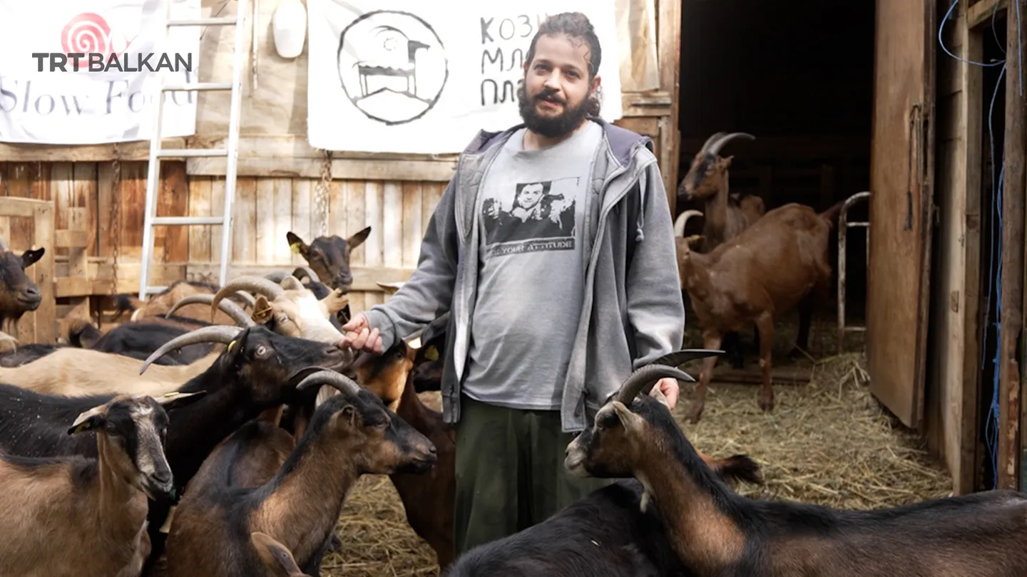 Мотиватори: Кози млеко планина