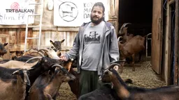 Мотиватори: Кози млеко планина