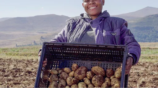 How the humble potato harvests hope in Lesotho's hinterland