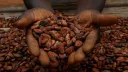 Côte d'Ivoire's main cocoa harvest to decline sharply for third consecutive year, sources say