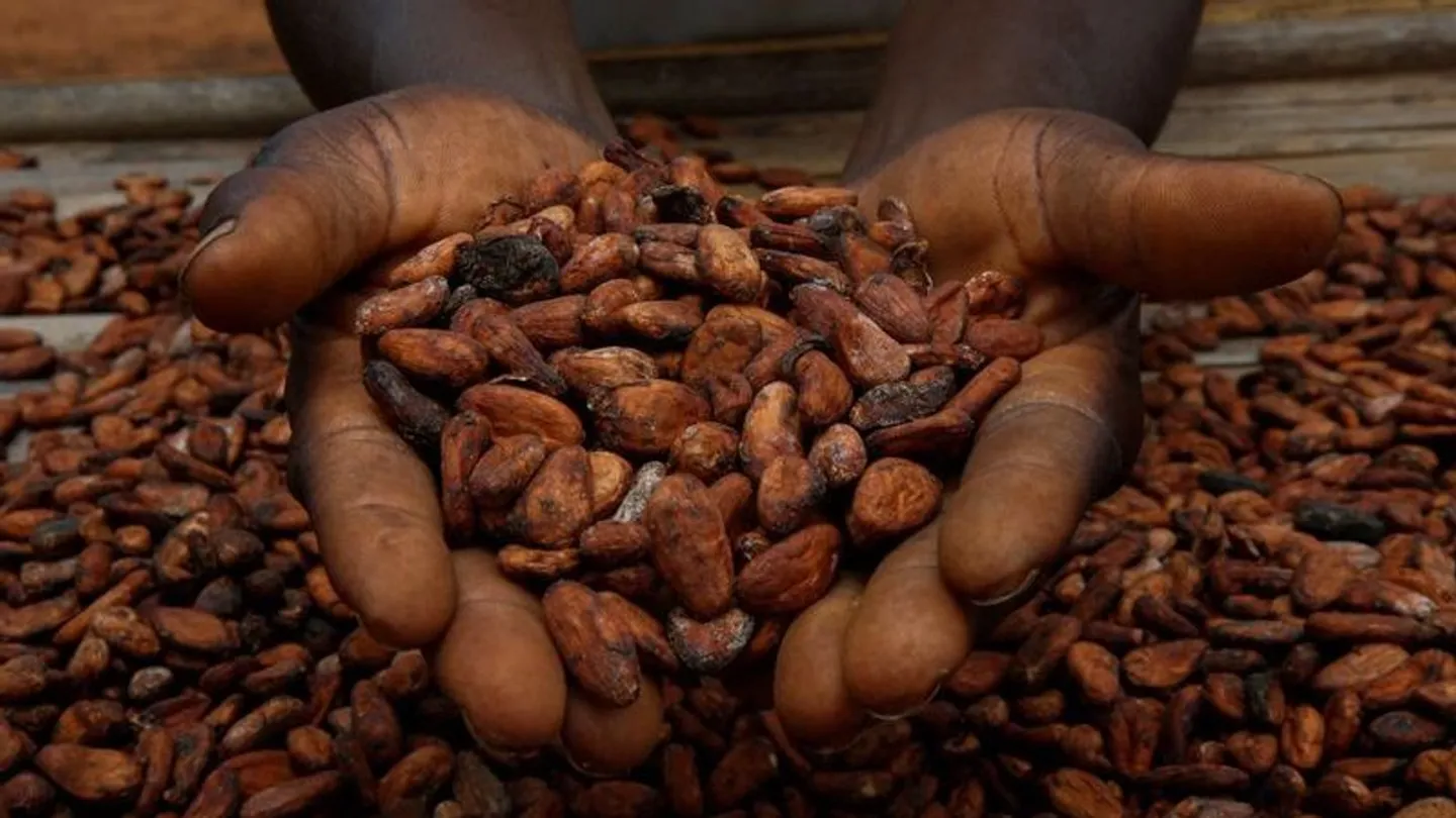 Côte d'Ivoire's main cocoa harvest to decline sharply for third consecutive year, sources say
