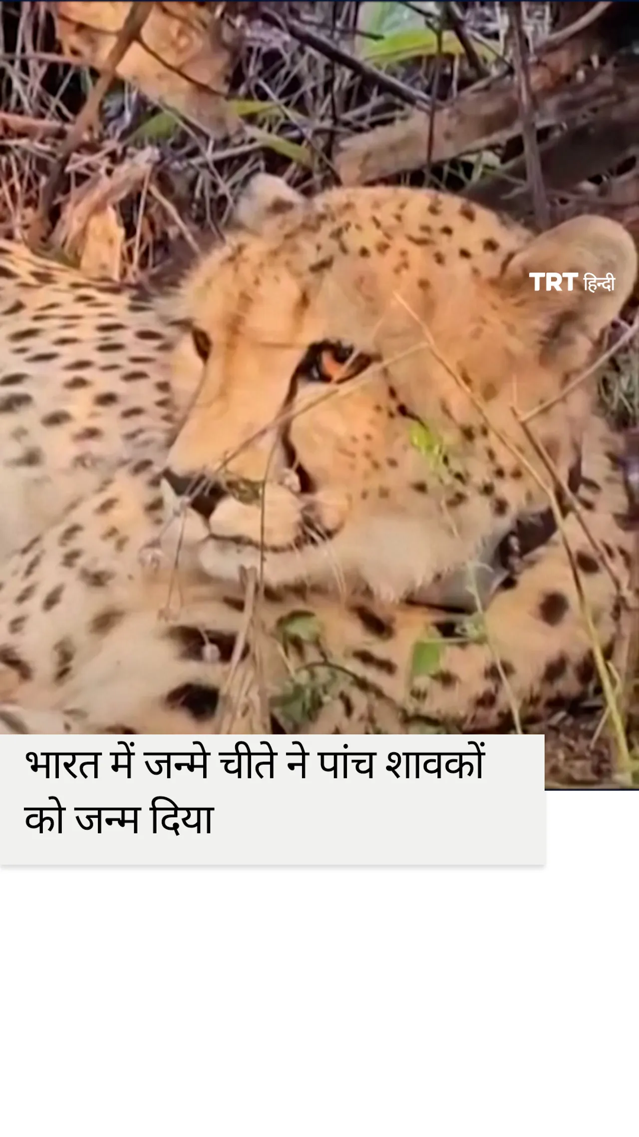 भारत में जन्मी पहली चीता ने पांच शावकों को जन्म दिया