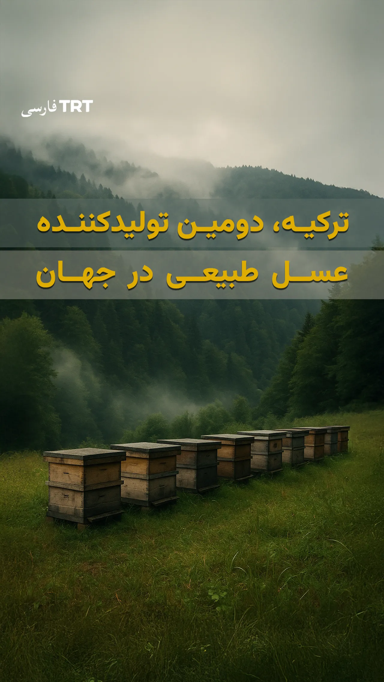 ترکیه، دومین تولیدکننده عسل طبیعی در جهان