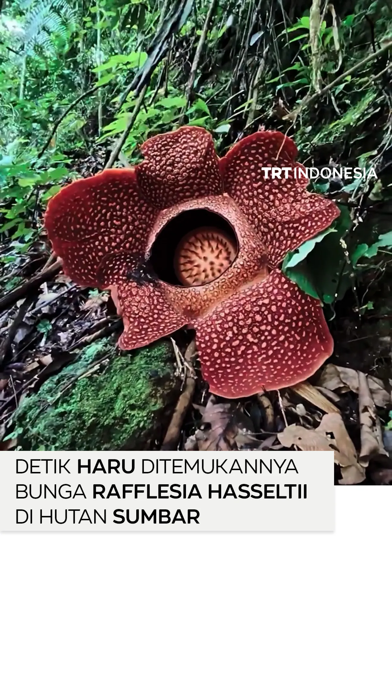 13 tahun pencarian, bunga rafflesia ditemukan di Sumatera Barat