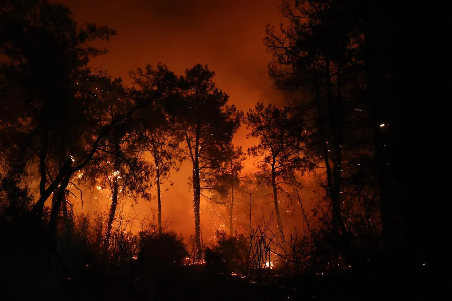 آتشسوزی گسترده در جنگلهای ایران؛ از الیت در مازندران تا آذربایجان شرقی و سوادکوه