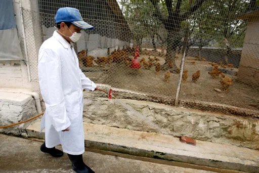 Vogelgriep rukt verder op: Besmetting vastgesteld bij pluimveebedrijf in West -Vlaanderen