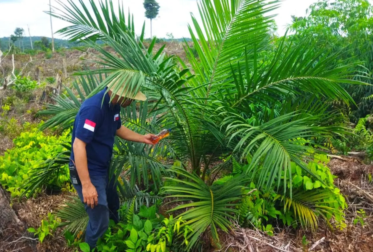 Patroli taman nasional Sumatera diperketat usai serangan terhadap satgas kehutanan