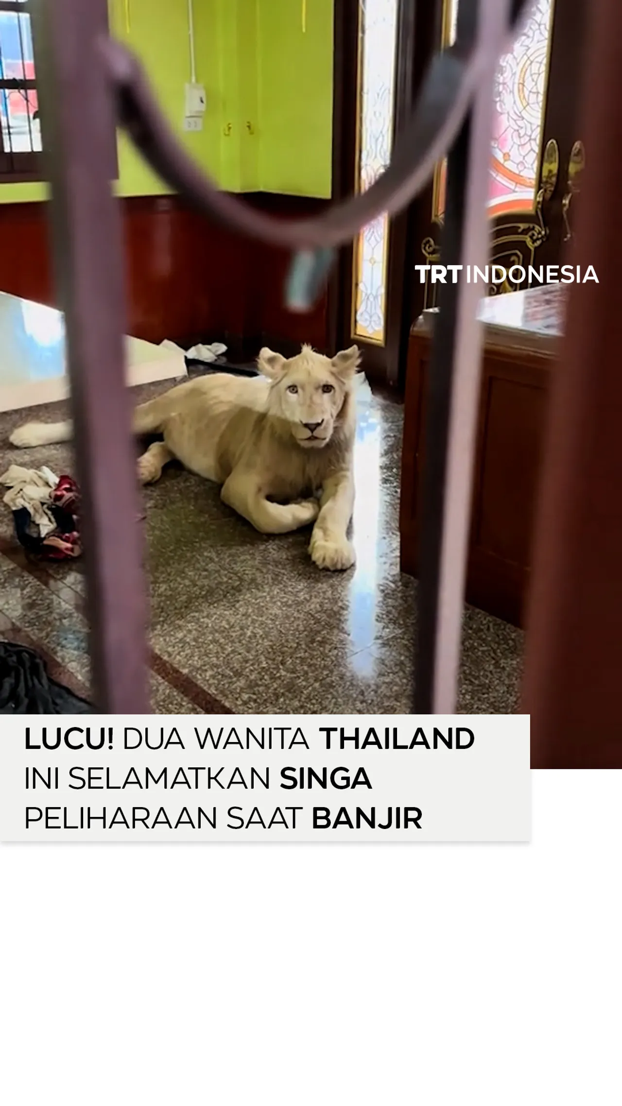 Dua wanita Thailand ini terlihat menyeret singa betina peliharaan di tengah banjir