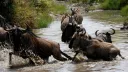 Kenya Wildlife Service rejects wildebeest migration concerns linked to luxury lodge