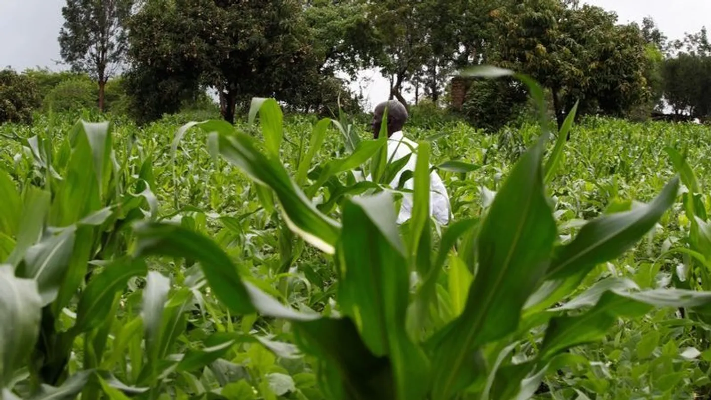 South Africa projects nearly 30% increase in maize harvest