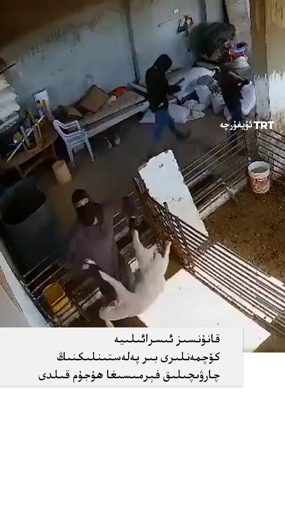 ئىسرائىلىيە كۆچمەنلىرى بىر پەلەستىنلىكنىڭ چارۋىچىلىق فېرمىسىغا ھۇجۇم قىلدى