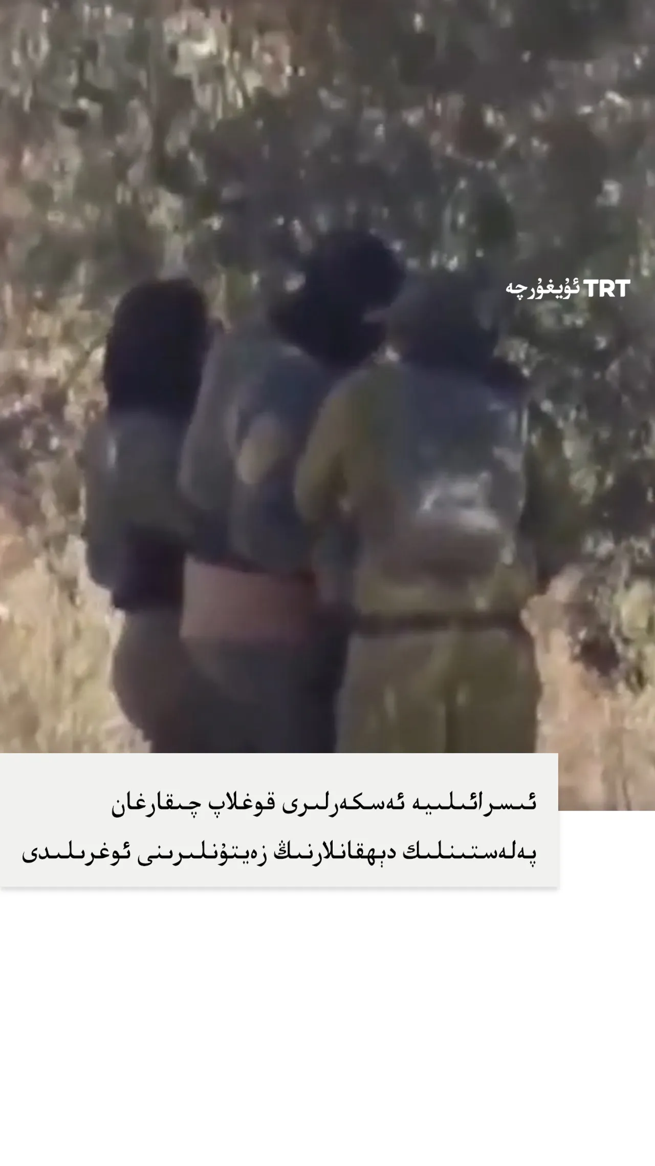 ئىسرائىلىيە ئەسكەرلىرى دېھقانلارنى يەرلىرىدىن قوغلاپ چىقاردى، زەيتۇنلىرىنى ئوغرىلىدى