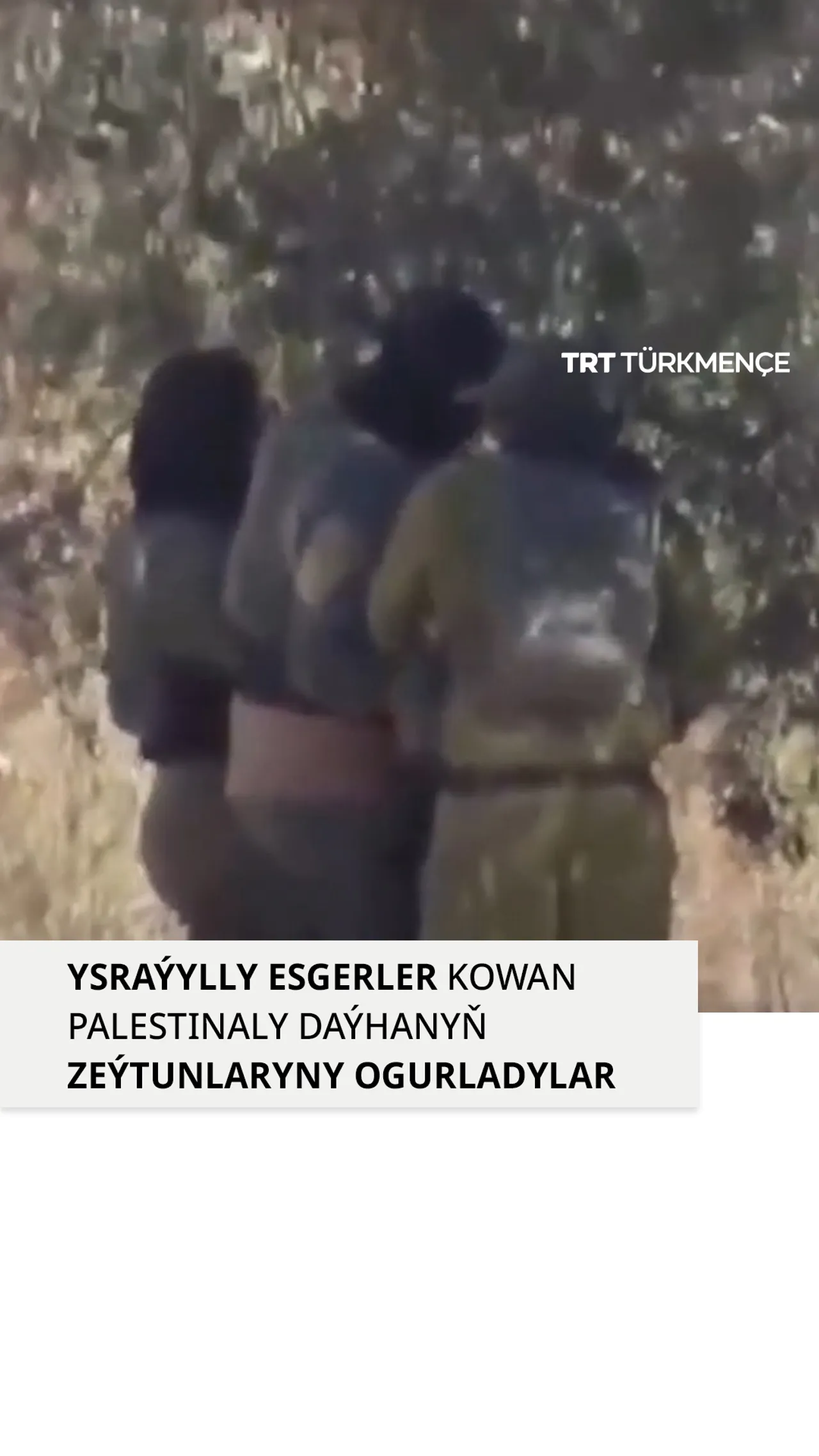 YSRAÝYLLY ESGERLER KOWAN PALESTINALY DAÝHANYŇ ZEÝTUNLARYNY OGURLADYLAR