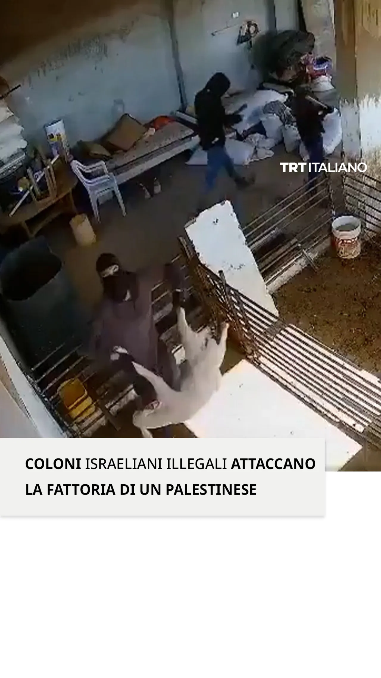 Coloni israeliani illegali attaccano la fattoria di un palestinese