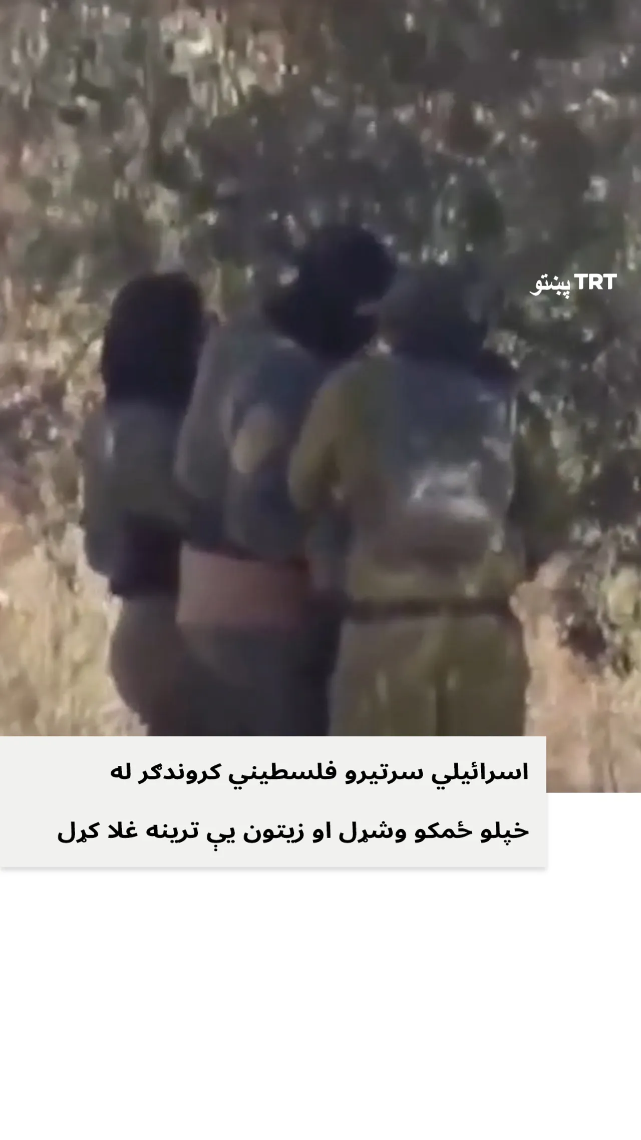 اسرائیلي سرتیرو فلسطیني کروندګر له خپلو ځمکو وشړل او زیتون یې ترینه غلا کړل.