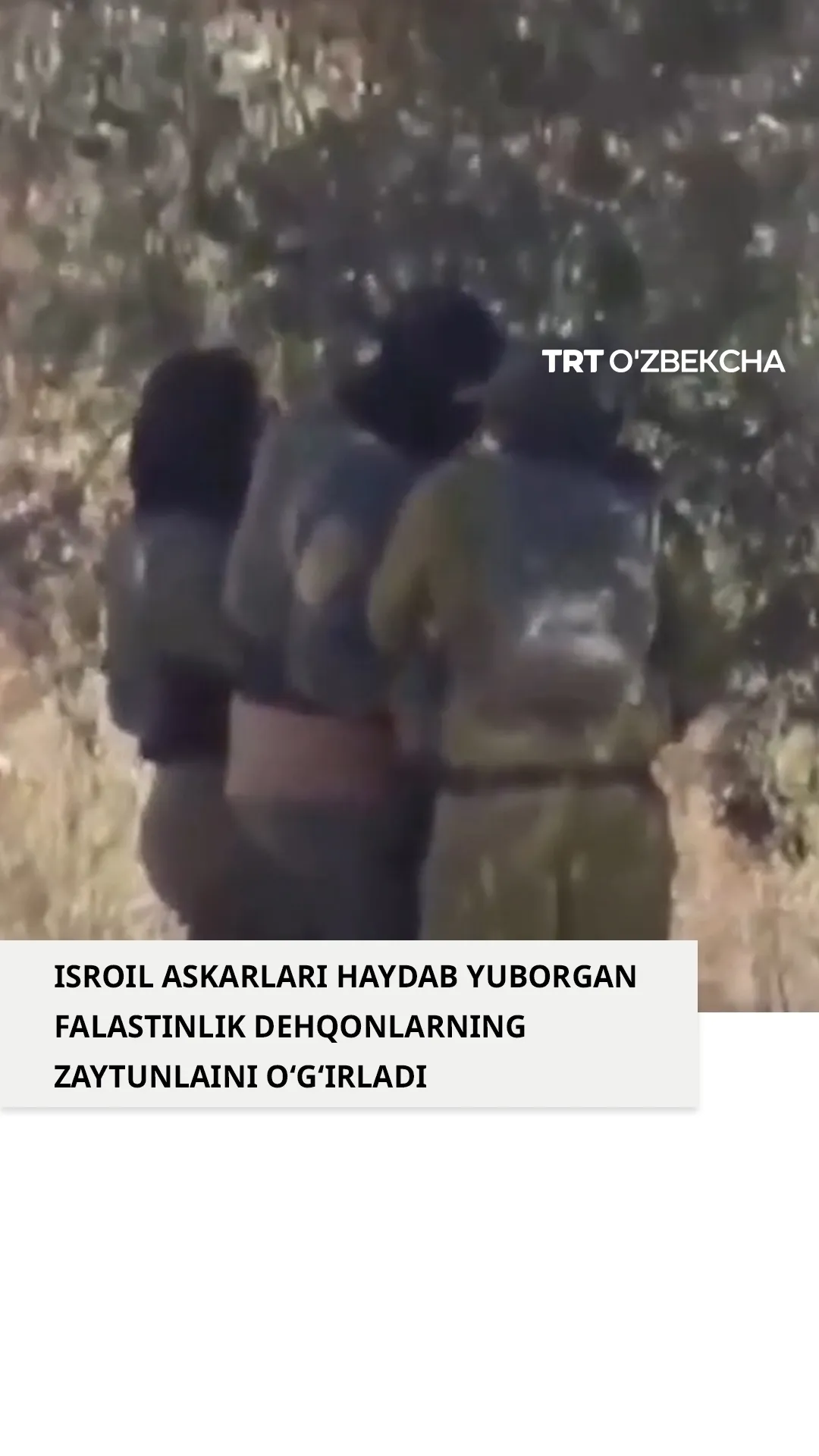 Isroil askarlari falastinlik dehqonlarning zaytunlarini o‘g‘irladi