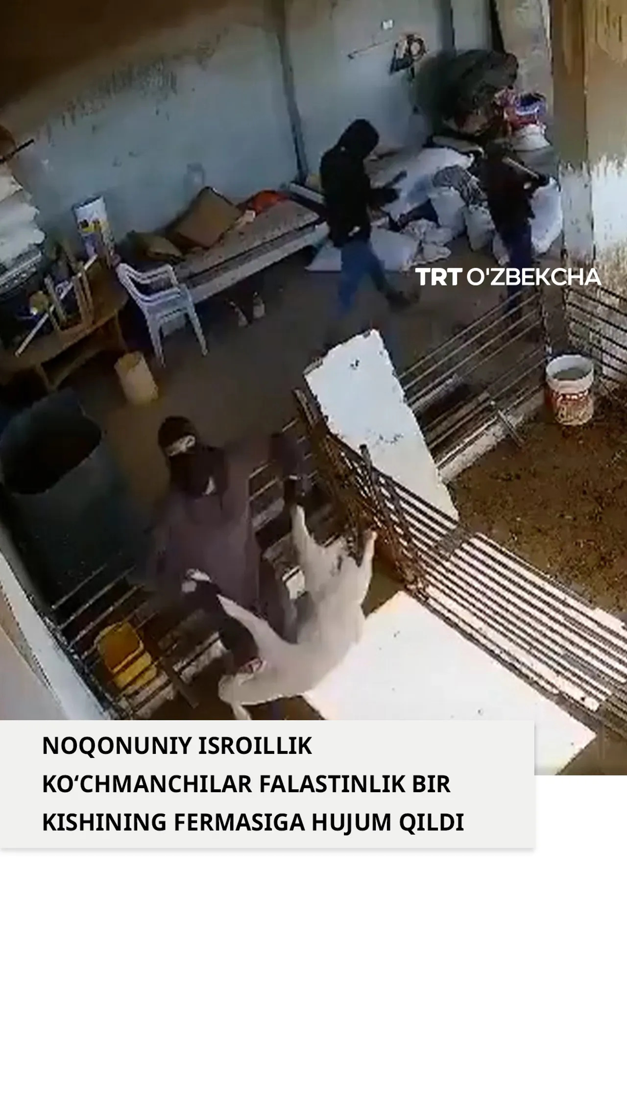 Isroillik ko‘chmanchilar falastinlik bir kishining fermasiga hujum qildi