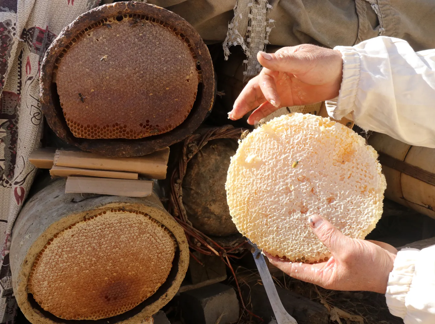 ترکیه دومین تولیدکننده عسل طبیعی در جهان شد