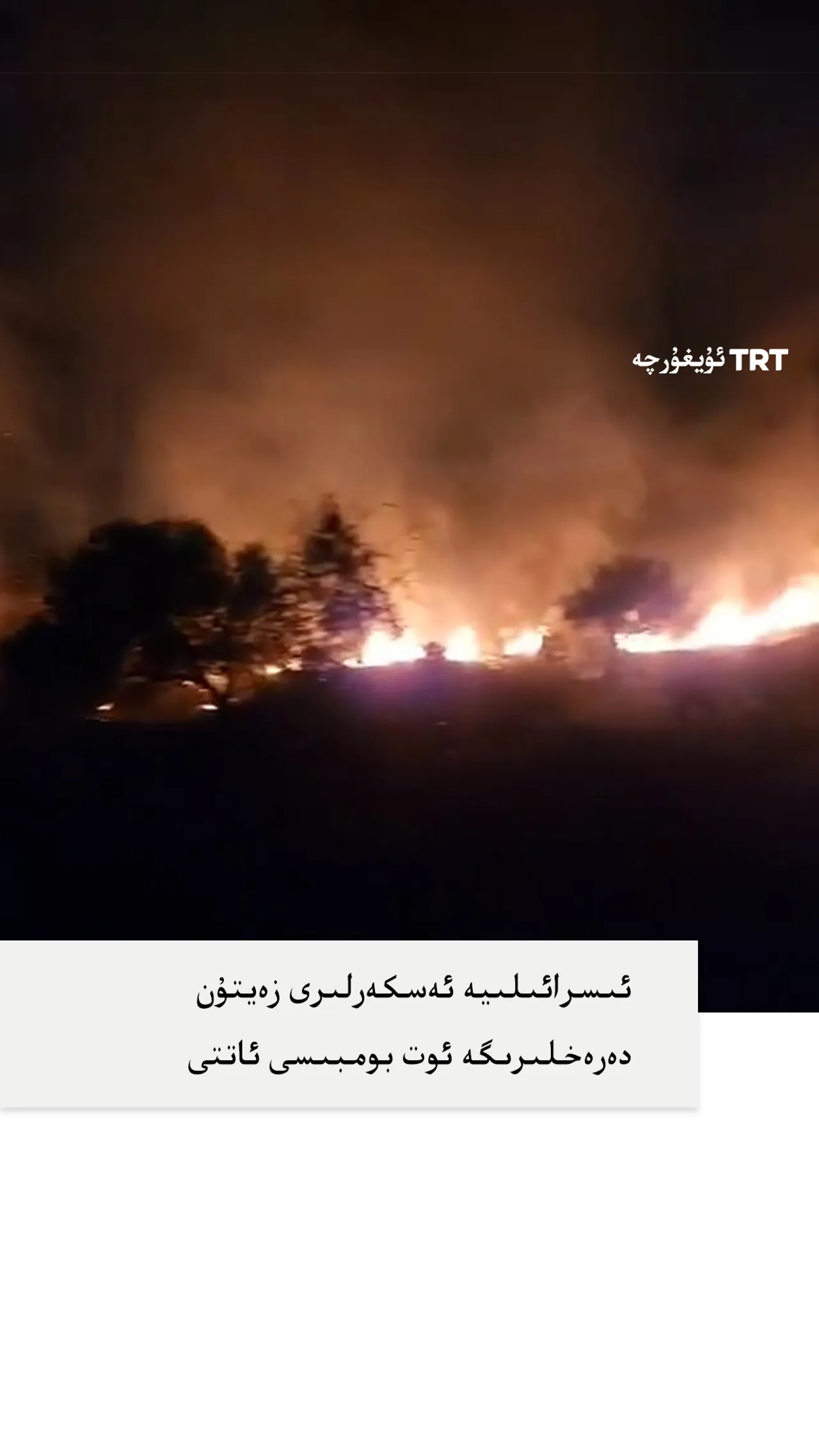 ئىسرائىلىيە ئەسكەرلىرى زەيتۇن دەرەخلىرىگە ئوت بومبىسى ئاتتى