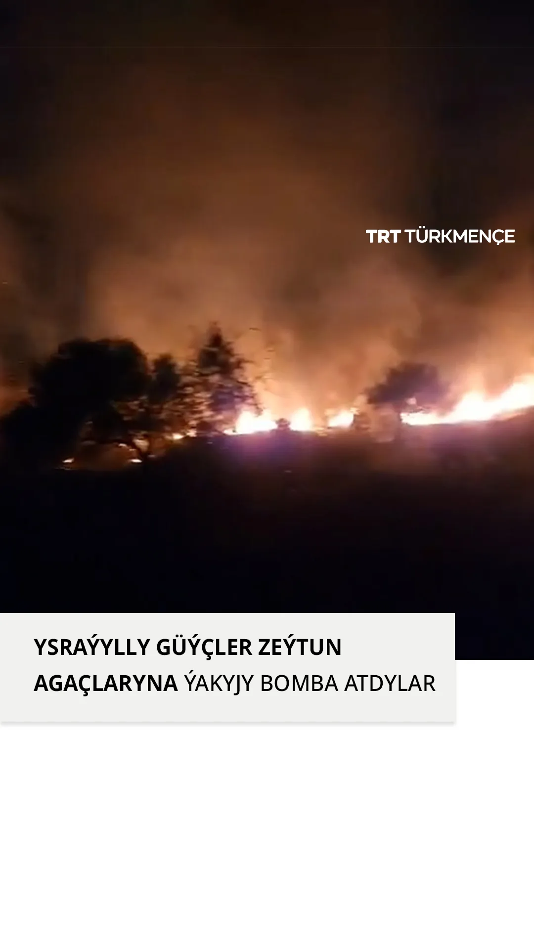 YSRAÝYLLY GÜÝÇLER ZEÝTUN AGAÇLARYNA ÝAKYJY BOMBA ATDYLAR