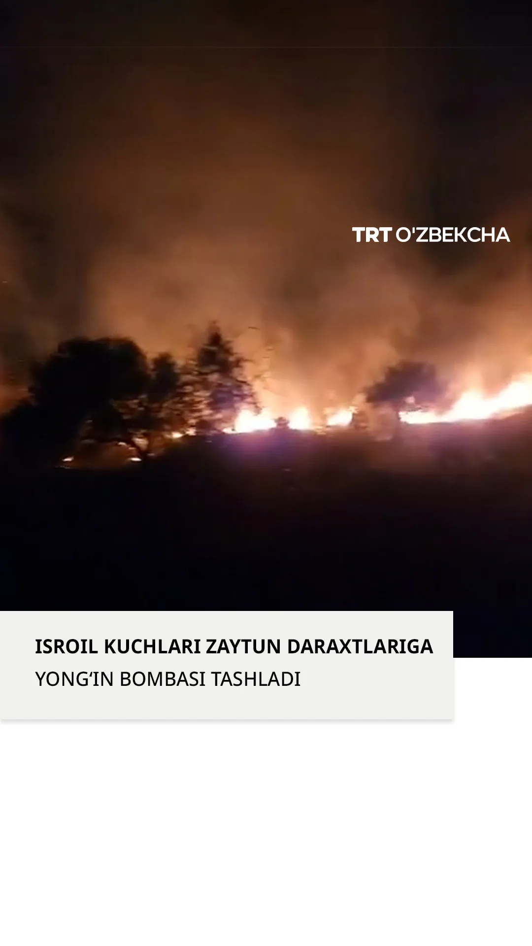 Isroil bombardimoni zaytun bog‘larida yong‘inga yo‘l ochdi