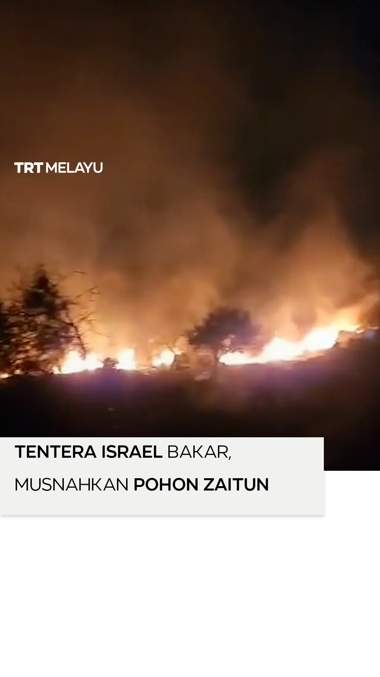 Tentera Israel bakar, musnahkan pokok zaitun