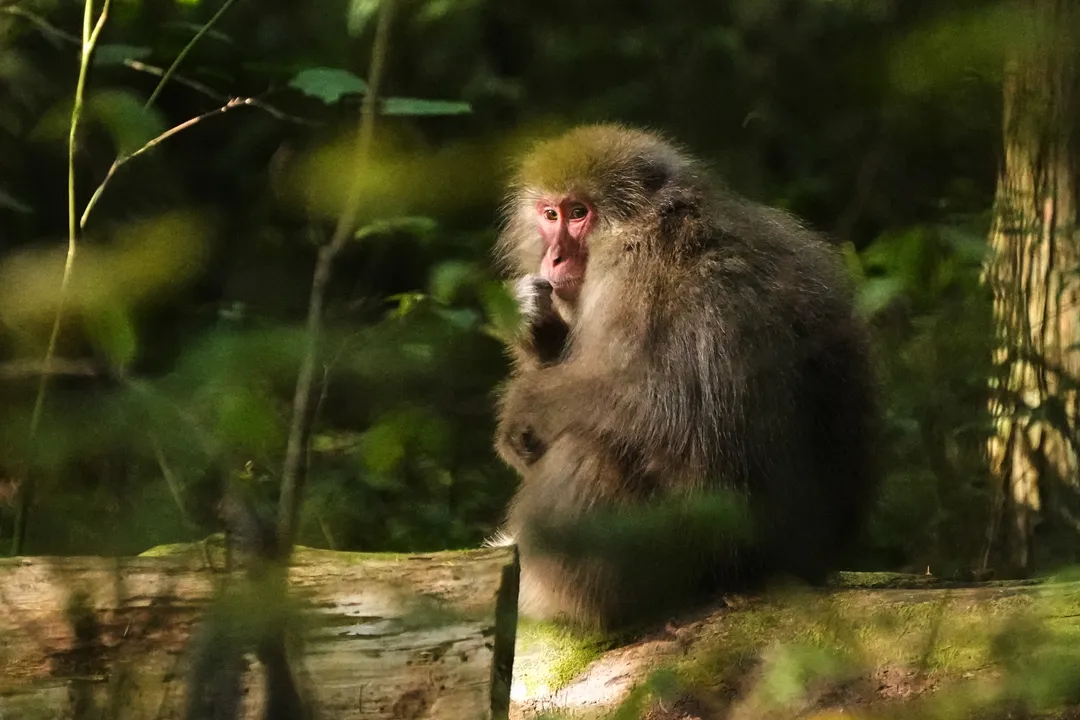 北アルプスの里で続く攻防　―　住民とニホンザルの「共存」への模索