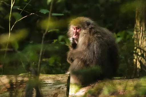 北アルプスの里で続く攻防 ― 住民とニホンザルの「共存」への模索