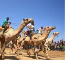 How camel racing powers northern Kenya's cultural economy