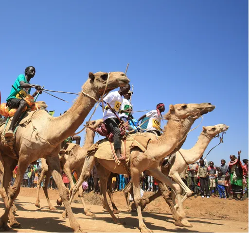 How camel racing dey power di cultural economy for northern Kenya