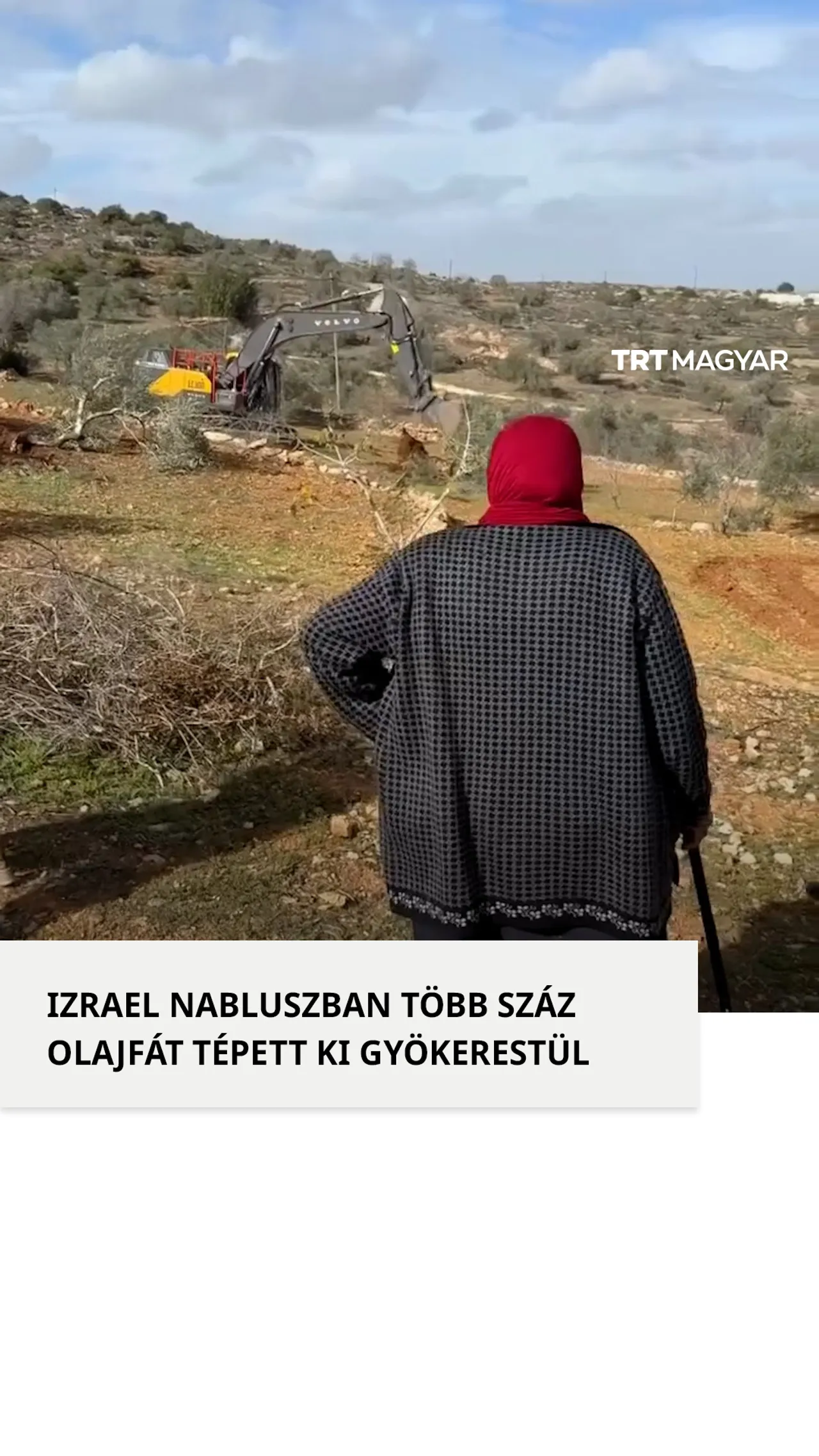 Izrael bulldózerrel távolította el az olajfákat a megszállt Ciszjordániában
