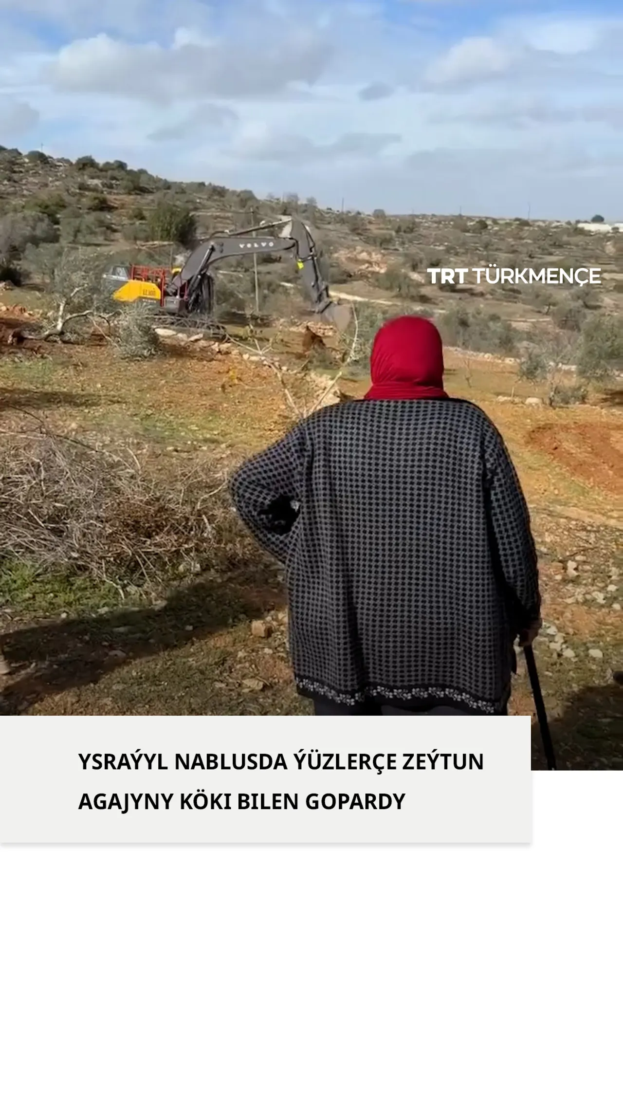 Ysraýyl basylyp alynan Günbatar Şeriada ýüzlerçe zeýtun agajyny boldozerler bilen gopardy