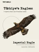 Türkiye’s Eagles: 7 raptors that rule Anatolian skies