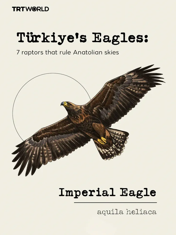 Türkiye’s Eagles: 7 raptors that rule Anatolian skies