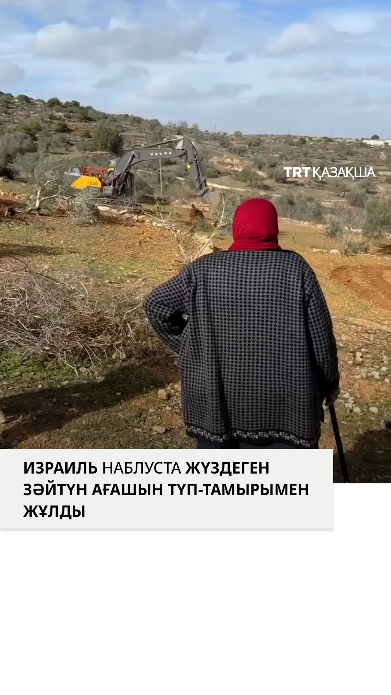 Израиль басып алған Батыс Шерияда жүздеген зәйтүн ағашын бульдозермен түп-тамырымен жұлып тастады