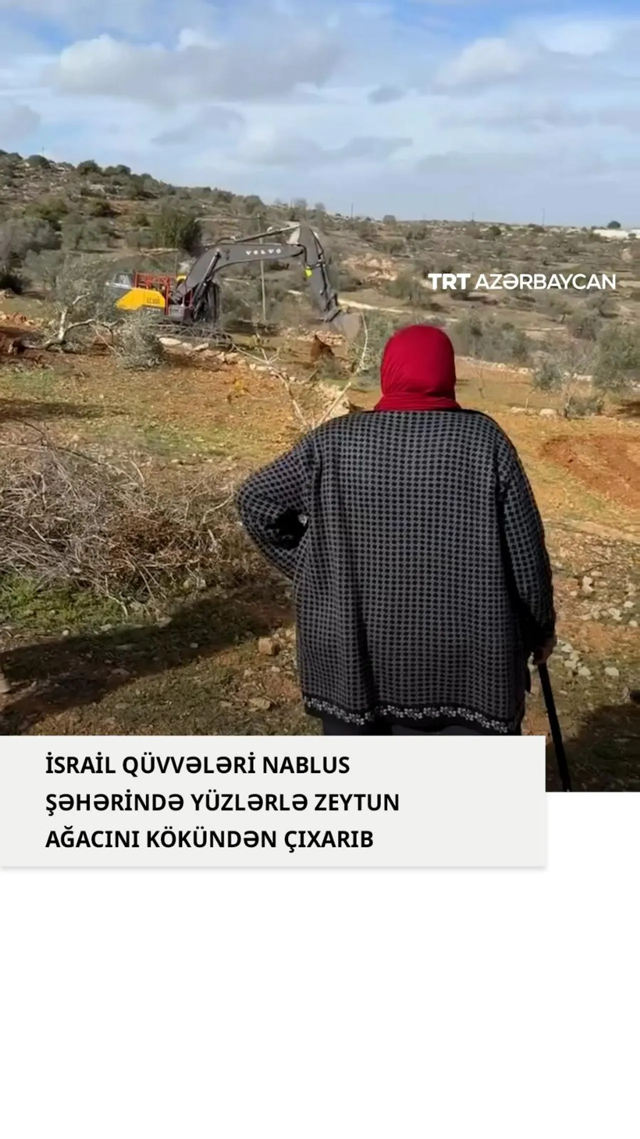 İsrail qüvvələri Nablus şəhərində yüzlərlə zeytun ağacını kökündən çıxarıb