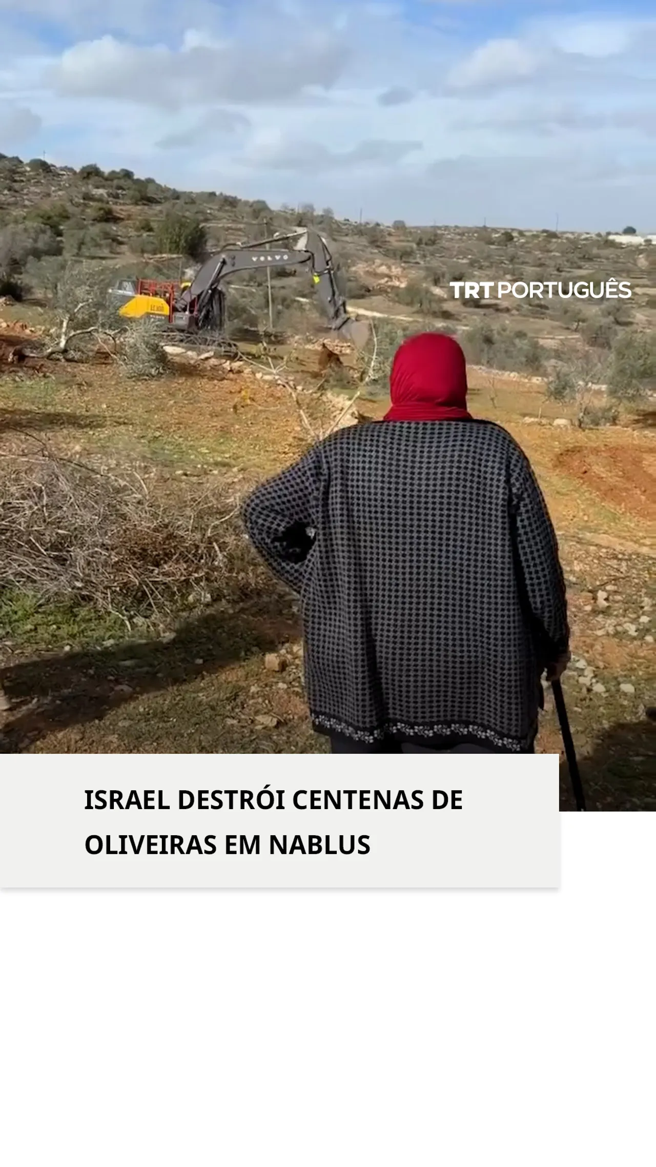 Israel destruiu centenas de oliveiras na Cisjordânia ocupada