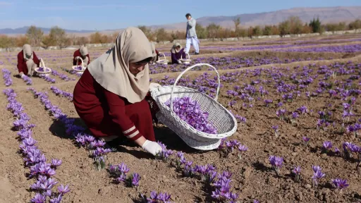 میزان صادرات زعفران افغانستان در ۹ ماه گذشته از ۳۰ میلیون دلار گذشت