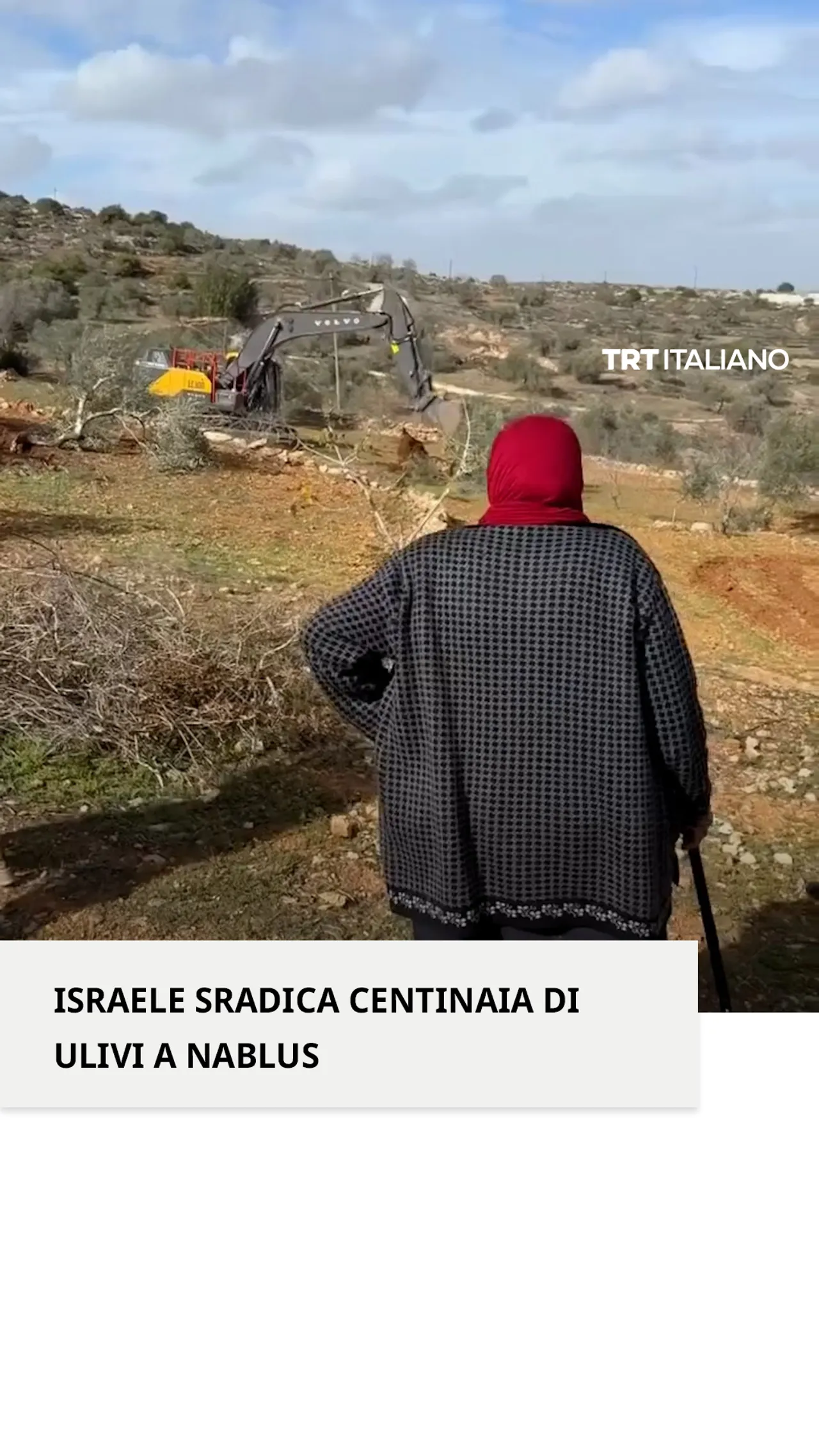 Israele abbatte centinaia di ulivi con i bulldozer nella Cisgiordania occupata
