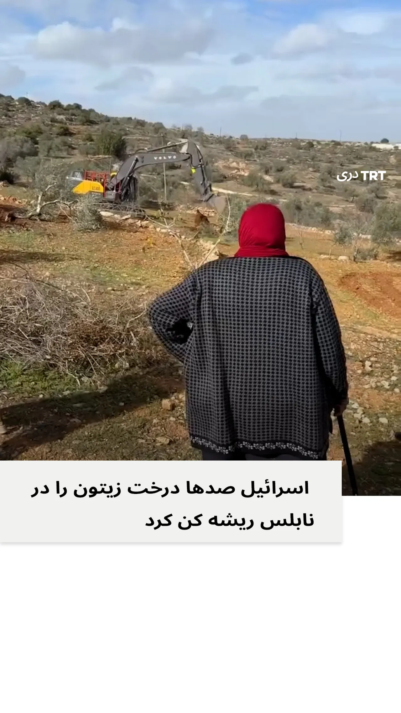 اسرائیل در نابلس صد ها درخت زیتون را ریشه کن کرد