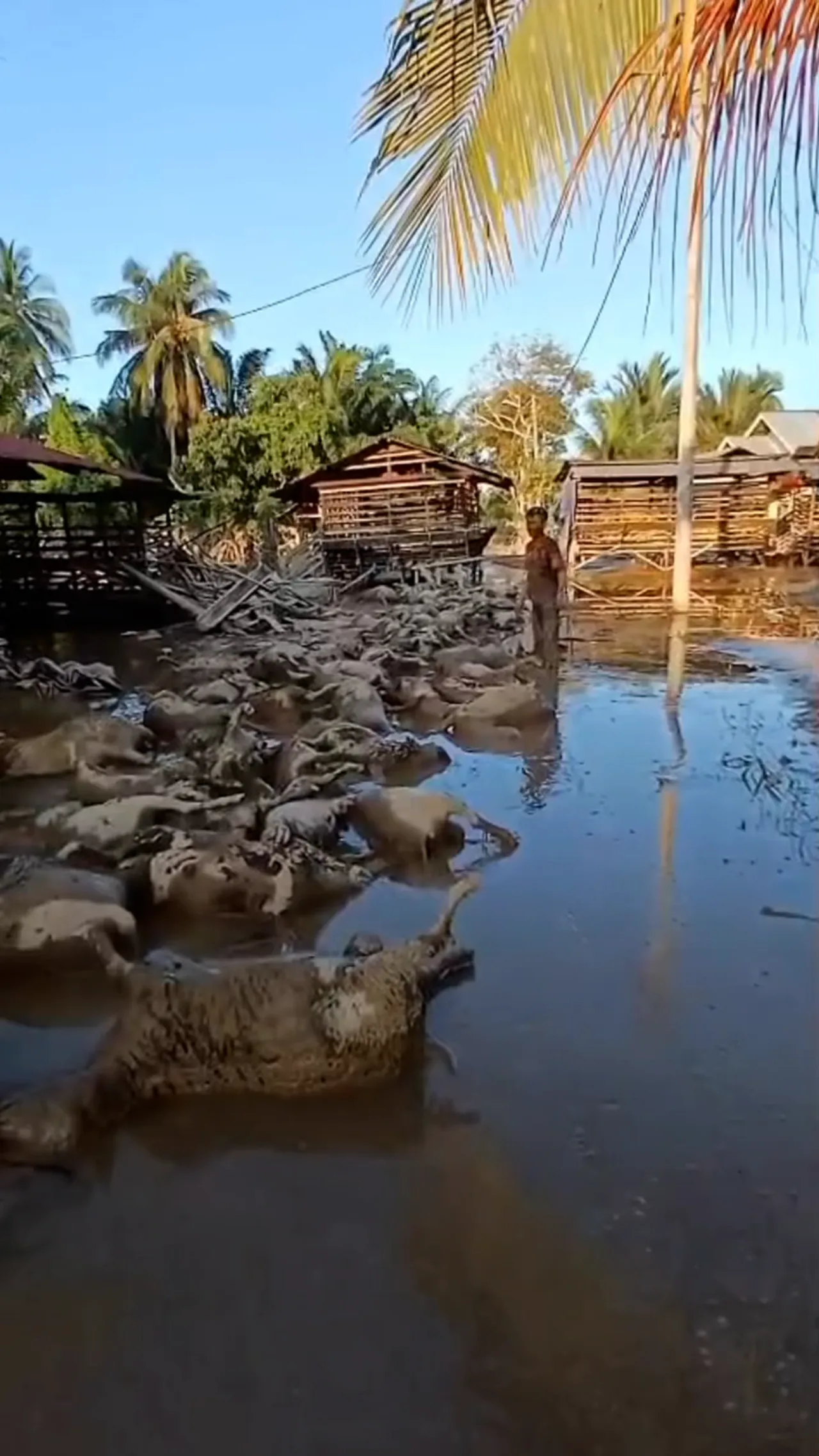 Puluhan kambing ternak mati akibat banjir bandang di Aceh