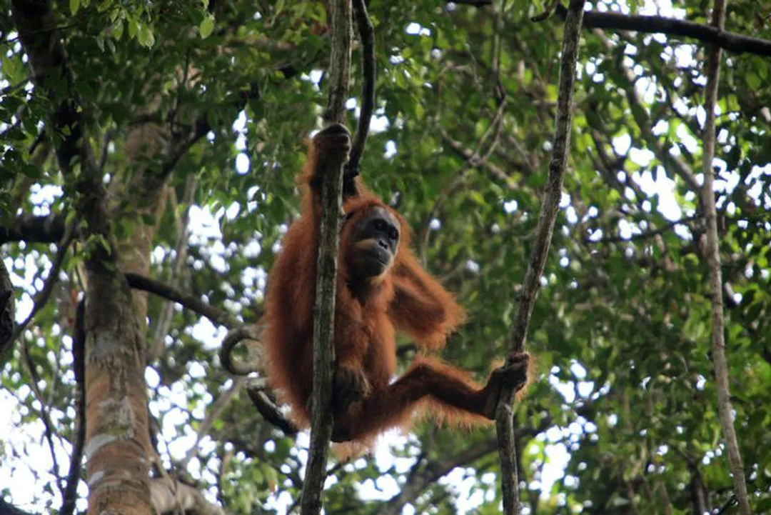 Indonesia floods deliver ‘extinction-level’ blow to rarest orangutans