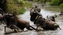 Kenyan environmentalist ends wildebeest route-obstruction case against top hotel
