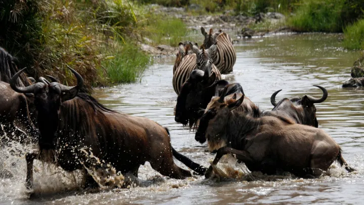 Kenyan environmentalist ends wildebeest route-obstruction case against top hotel