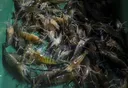 Malaysia sekat import siakap dan udang Thailand mulai hari ini
